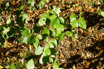 green leaves in the garden, Buche ,plant, green, leaf, nature, agriculture, garden, vegetable, growing, seedling, growth, tree, spring, gardening, leaves, food, organic, grow,