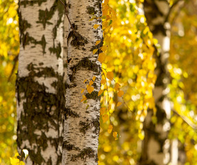 Birch in yellow colors in the fall