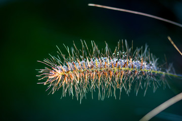 Naklejka premium Nahaufnahme Lampenputzergras