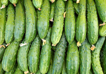 Fresh green cucumbers with pimples
