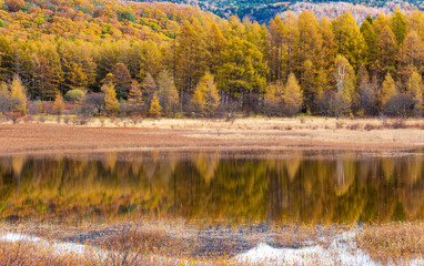 紅葉の小田代ヶ原湿原幻の湖