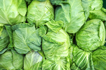  white cabbage neatly laid out for sale.