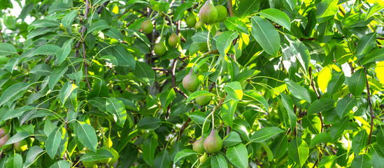 pear tree with green immature young fruits on a summer day with a copy of space, the concept of gardening and ecology