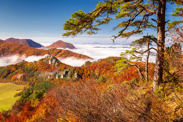 Brightly colored forests of mountain valley in the morning mist at autumn. Morning inversion in the...