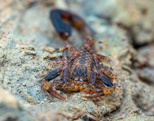 Marbled scorpion, Lychas variatus, hunting on a rock in the Daintree rainforest, Queensland, Australia