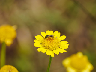 (Halictus scabiosae) Gelbbindige Furchenbiene mit gelblich behaart, fühler schwarz, die den Nektar einer gelb anthemis flower erntet