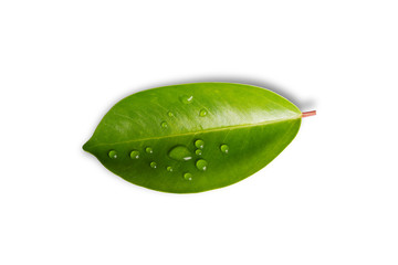 green leaf with water drops isolated on white