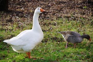 Weiße Hausgans mit orangefarbenen Schnabel auf der Wiese