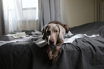 Dog tired after playing with toilet paper