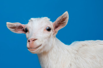 young white funny goat - portrait on blue background