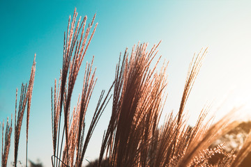 Field of dry brown grass during sunset