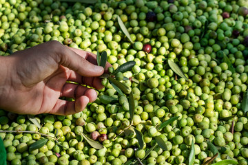 man harvesting olives in Spain