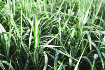 Fresh green and white grass, macro shot.