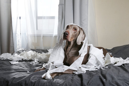 Happy Dog Making Mess With Papers On Bed