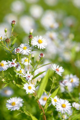 Fototapeta premium Alpine aster medicinal herb flowering in the field. Blooming aster in the garden. Bouquet of beautiful aster october flower on a green background.
