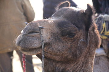 Funny close up of Camel in Rajasthan