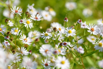 Fototapeta premium Alpine aster medicinal herb flowering in the field. Blooming aster in the garden. Bouquet of beautiful aster october flower on a green background.