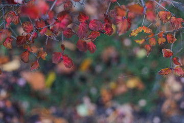  Flowers and plants in the autumn park