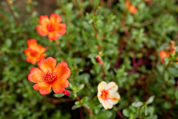 orange flower with selective focus and space