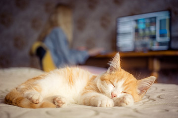 cute ginger kitten sleeps on bed while his mistress is working at a computer.