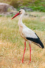 Elegant white stork