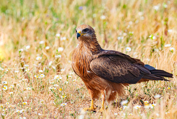 Close-up portrait of a Brown Kite