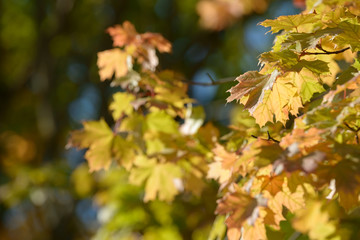 Beautiful colorful leaves in autumn forest. Red, orange, yellow, green and brown autumn leaves. Maple foliage. Seasonal background.