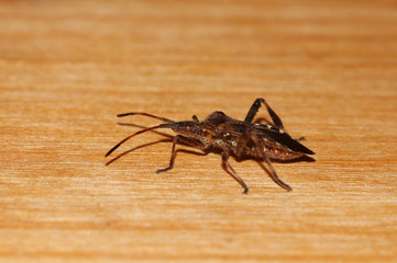 Nahaufnahme einer Amerikanische Kiefernwanze oder Zapfenwanze auf Holzbrett Leptoglossus occidentalis