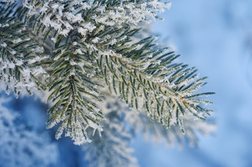 Background with snow-covered pine branch. Christmas greeting card with place for your text