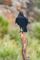 Brigh black plumage of a crow