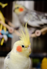 Detailed, shallow focus of an adult, mail Cockatiel seen in his opened cage. Details of this handsome bird, his yellow plumage and beak are clearly visible. Part of a breeding pair.