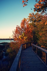 Fototapeta na wymiar Wood boardwalk in Mason Neck State Park, wrapped around autumn colored trees. 