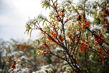 Snow-buckthorn berries on branches covered with snow. Snow covered berries on a bush of sea-buckthorn
