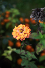 Orange marigold flower in the garden