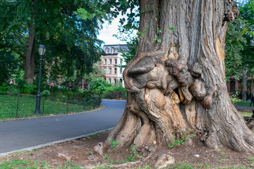 Fototapeta na wymiar Large Tree Trunk at Fort Greene Park in Brooklyn New York
