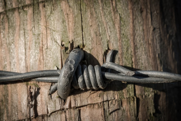 Detail of the multiple strands of barbed-wire with there sharp points can be seen, together with...