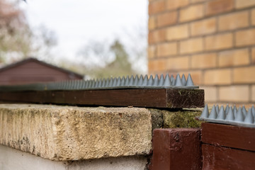 Shallow focus image of an improvised, plastic cat deterrent spike set seen fixed to wood which has been itself affixed to a private garden brick wall.