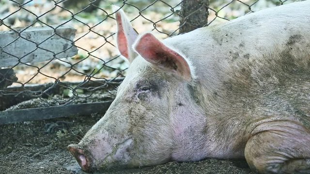closeup big adult domestic pink pig rest on ground in large home pigsty