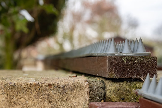 Shallow focus image of an improvised, plastic cat deterrent spike set seen fixed to wood which has been itself affixed to a private garden brick wall.