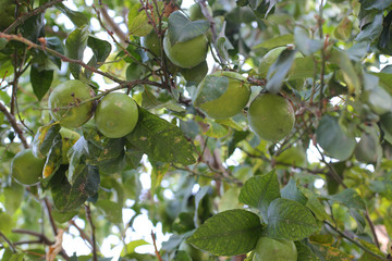  Lemon tree with fruits