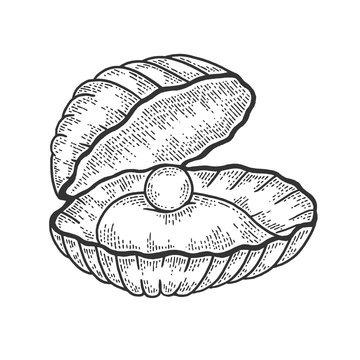 Pearl shell sketch engraving vector illustration. T-shirt apparel print design. Scratch board style imitation. Black and white hand drawn image.