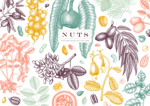 Hand drawn nut design. With vector pecan, macadamia, hazelnut,walnut, almond, pistachio, chestnut, peanut, brazil nut, hazelnut, coconut and cashew. Culinary nuts vector template