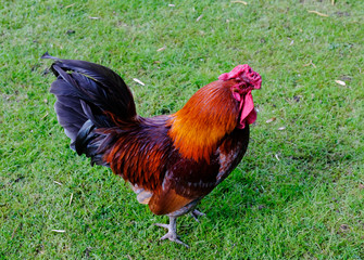Young rooster seen in a garden, the year 2017, year of the Rooster.