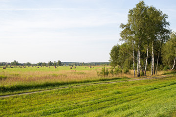 Fototapeta na wymiar View of a mown meadow with haystacks on the background of birches and villages. Ivanovo region, Russia.