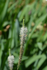 Ribwort Plantain