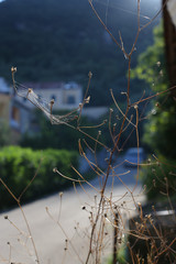 Beautiful nature. Plants and Stones