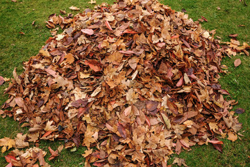 Laubhaufen aus bunten Blättern