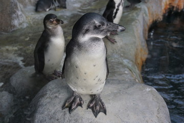 Naklejka premium ペンギン 鳥 動物園 モスクワ コガタペンギン