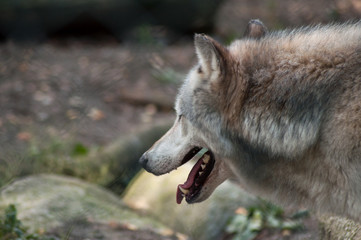 Portrait of grey wolf walking in the forest