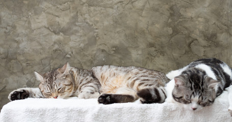 Close up two cute tabby cats sleep on white background